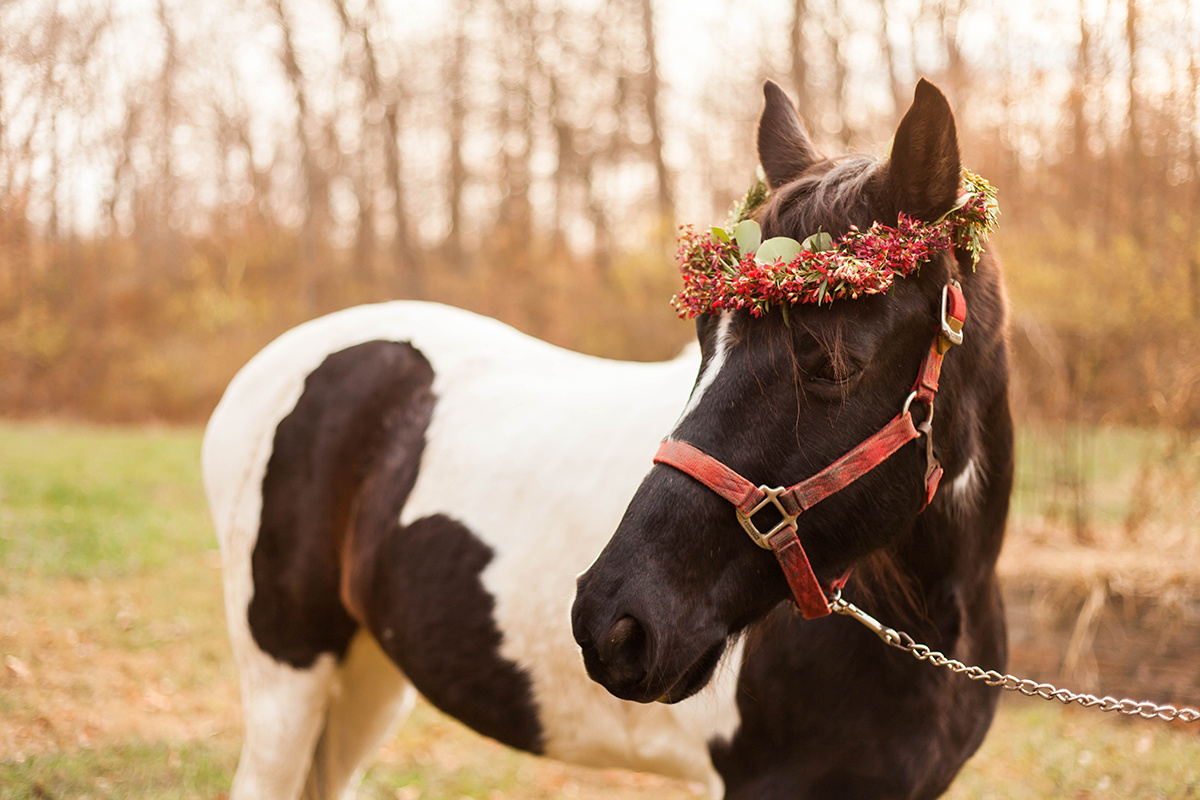 Christmas-horse-styled-shoot-188.jpg
